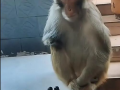 猴子的视频,视频捕捉灵长类动物趣味瞬间